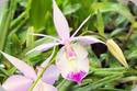 Barkeria spectabilis x lindleyana